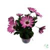 	Cseppecske (Osteospermum)