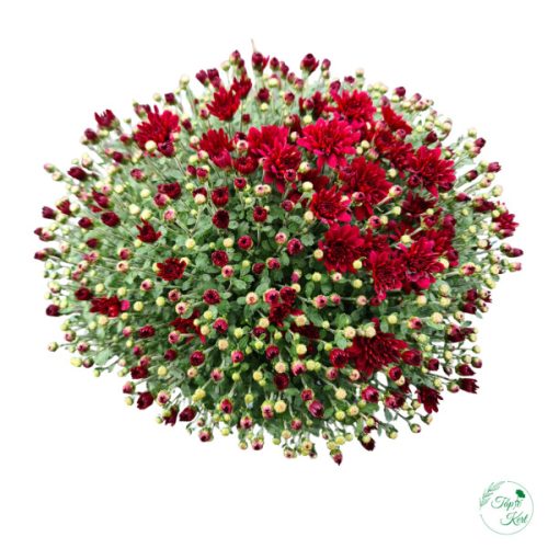 Krizantém 19 cm-es cserépben