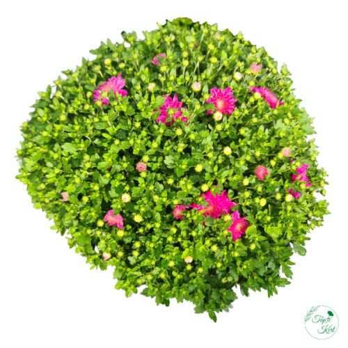 Krizantém 19 cm-es cserépben