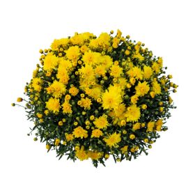 Krizantém 12  cm-es cserépben