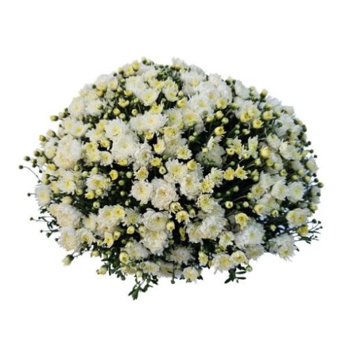 Krizantém 12  cm-es cserépben