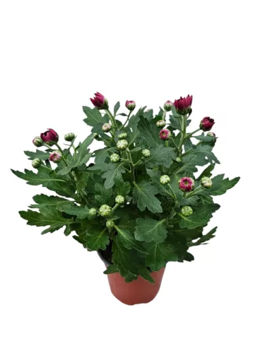 Krizantém 12  cm-es cserépben