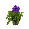 Petúnia (12 cm)