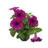 Petúnia (12 cm)