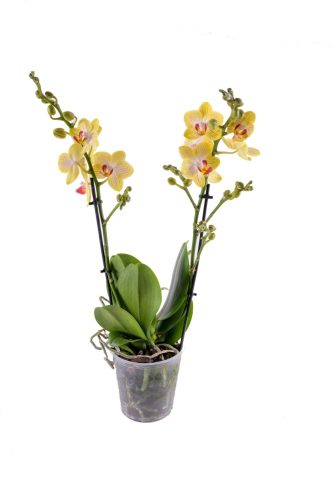 Orchidea (Phalaenopsis multiflora)