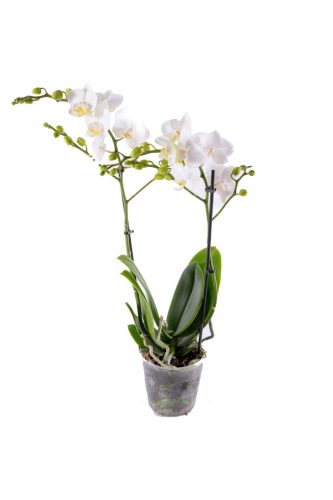 Orchidea (Phalaenopsis multiflora)