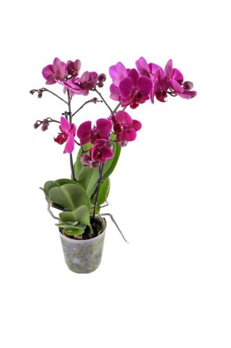 Orchidea (Phalaenopsis multiflora)