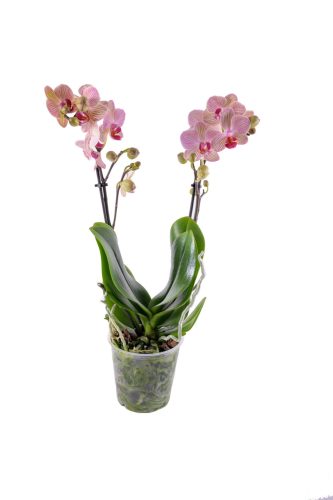 Orchidea (Phalaenopsis multiflora)