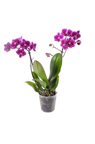 Orchidea (Phalaenopsis multiflora)