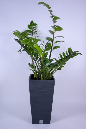 Furu Square virágcserép (29.5 cm)