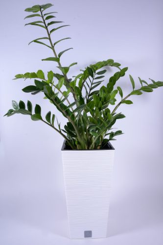 Furu Square virágcserép (29.5 cm)