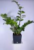 Furu Square Low virágcserép (24 cm)