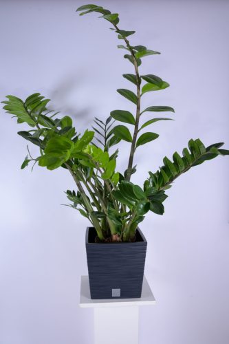 Furu Square Low virágcserép (24 cm)