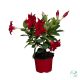 Dipladenia – 12 cm-es cserépben (Tölcsérjázmin)