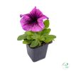 Petúnia (9 cm)