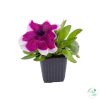Petúnia (9 cm)
