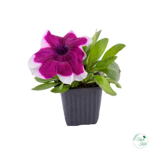 Petúnia (9 cm)