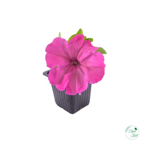 Petúnia (9 cm)