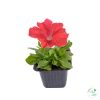 Petúnia (9 cm)