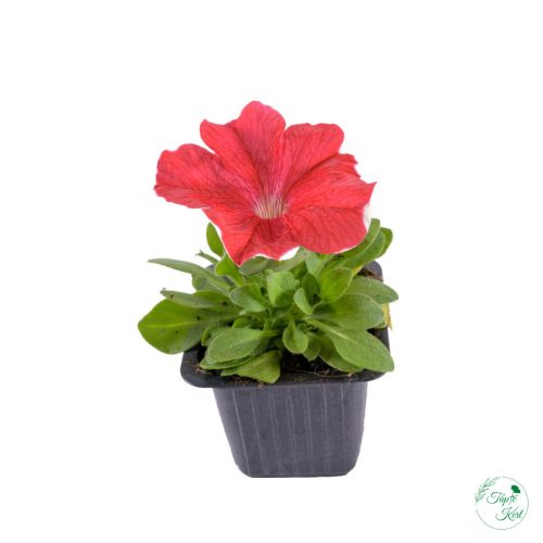 Petúnia (9 cm)