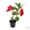 Dipladenia – 9 cm (Tölcsérjázmin)