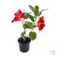 Dipladenia – 9 cm (Tölcsérjázmin)