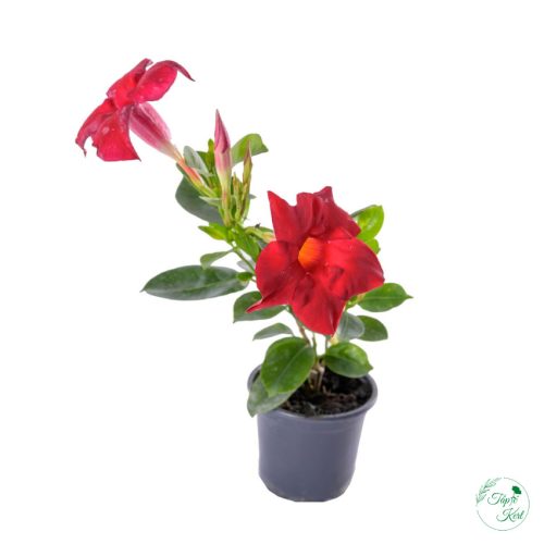 Dipladenia – 9 cm (Tölcsérjázmin)