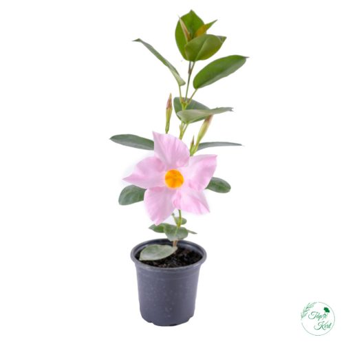 Dipladenia – 9 cm (Tölcsérjázmin)