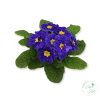 Primula – kankalin