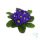 Primula – kankalin