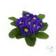 Primula – kankalin