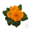 Primula – kankalin