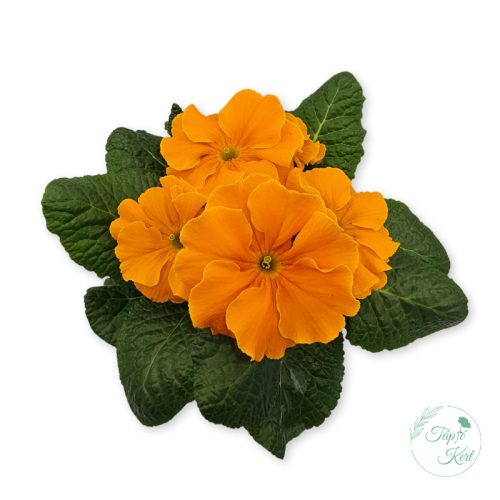 Primula – kankalin