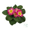 Primula – kankalin