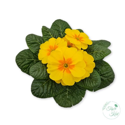 Primula – kankalin