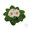 Primula – kankalin