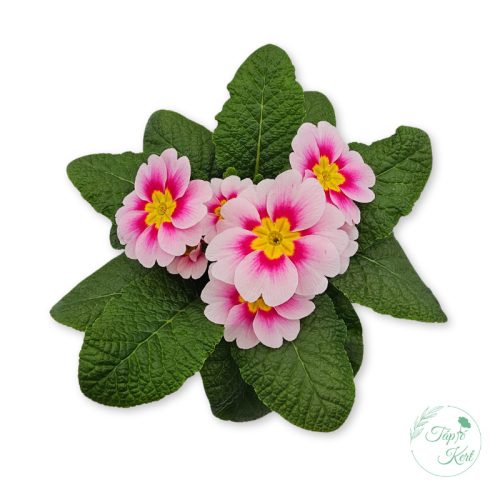 Primula – kankalin