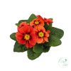 Primula – kankalin