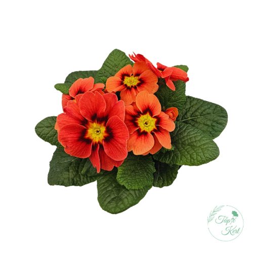 Primula – kankalin
