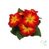 Primula – kankalin
