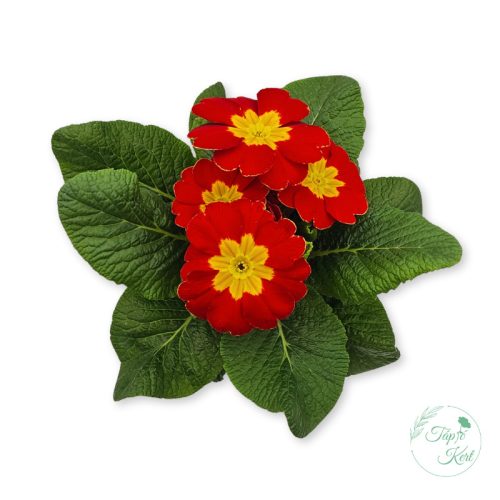 Primula – kankalin