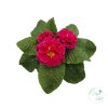 Primula – kankalin