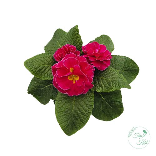 Primula – kankalin