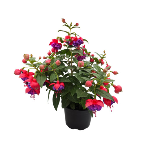 Fuchsia