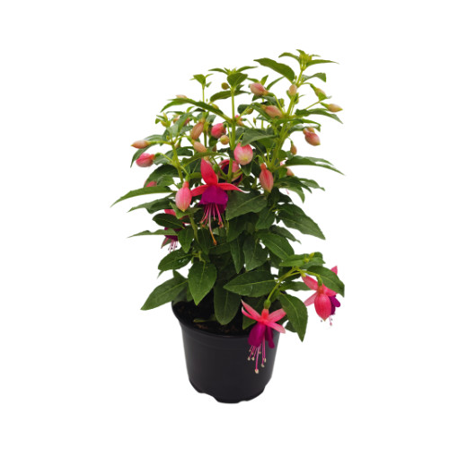 Fuchsia