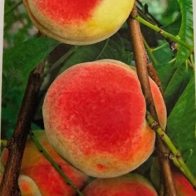 Champion őszibarackfa