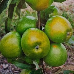 Granny Smith - téli almafa