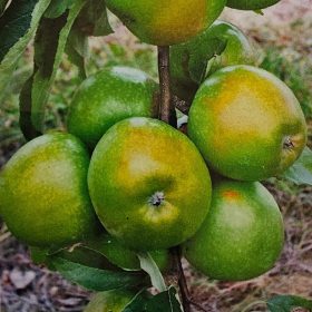 Granny Smith - téli almafa