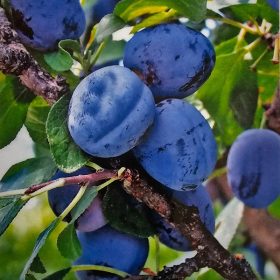 Cacanska rodna - szilvafa