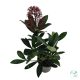 Dérbabér (Skimmia)